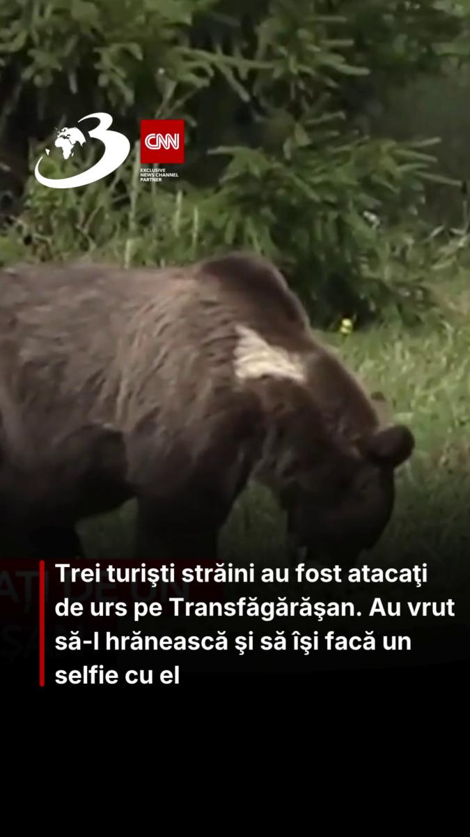 Trei turişti străini au fost atacaţi de urs pe Transfăgărăşan. Au vrut să-l hrănească şi să îşi facă un selfie cu el