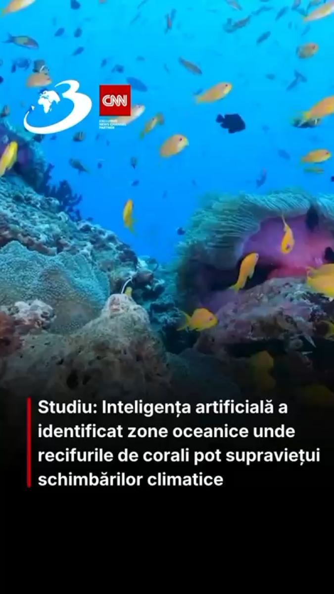 Studiu: Inteligenţa artificială a identificat zone oceanice unde recifurile de corali pot supravieţui schimbărilor climatice