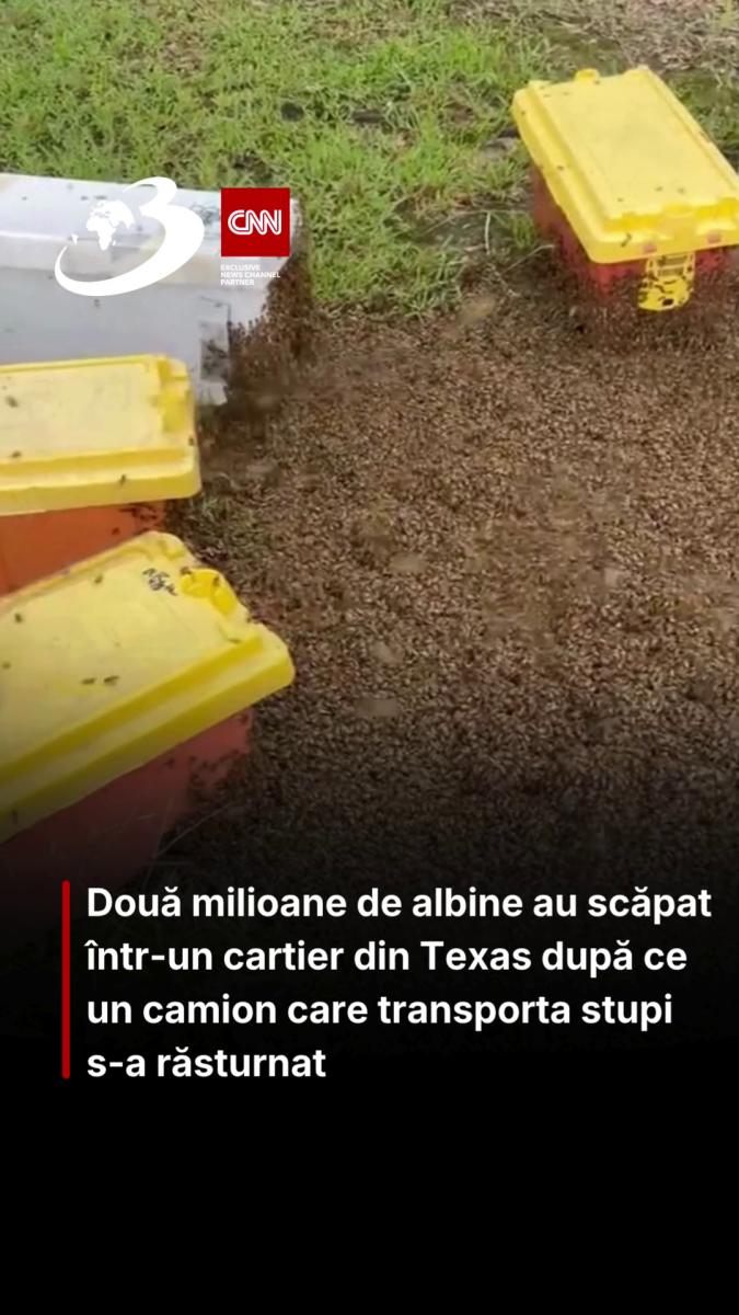 Două milioane de albine au scăpat într-un cartier din Texas după ce un camion care transporta stupi s-a răsturnat