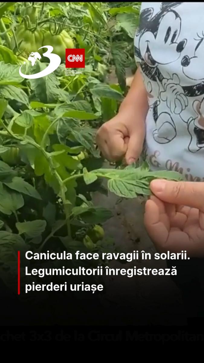 Canicula face ravagii în solarii. Legumicultorii înregistrează pierderi uriașe