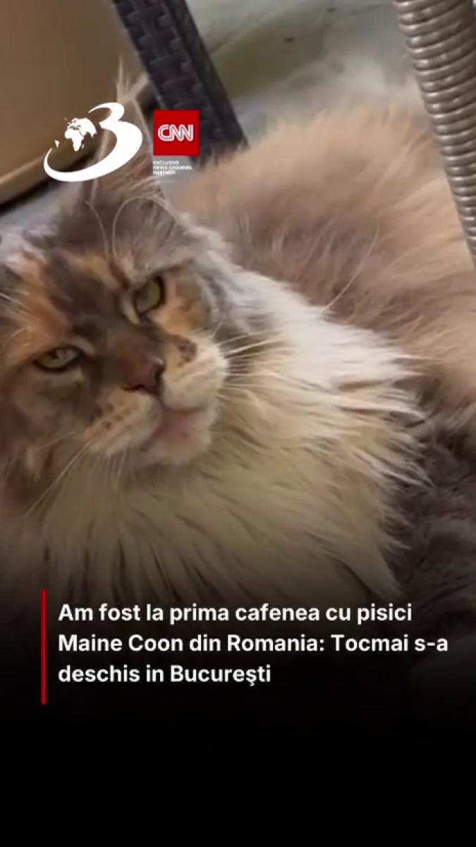 Am fost la singura cafenea cu pisici Maine Coon din România. Tocmai s-a deschis în București