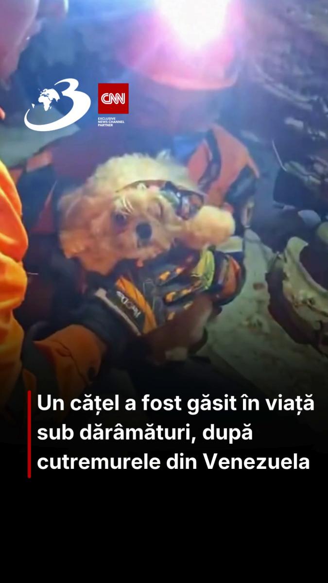 Un cățel a fost găsit în viață sub dărâmături, după cutremurele din Venezuela