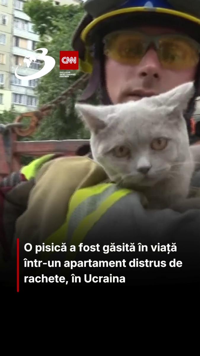 O pisică a fost găsită în viață într-un apartament distrus de rachete, în Ucraina 