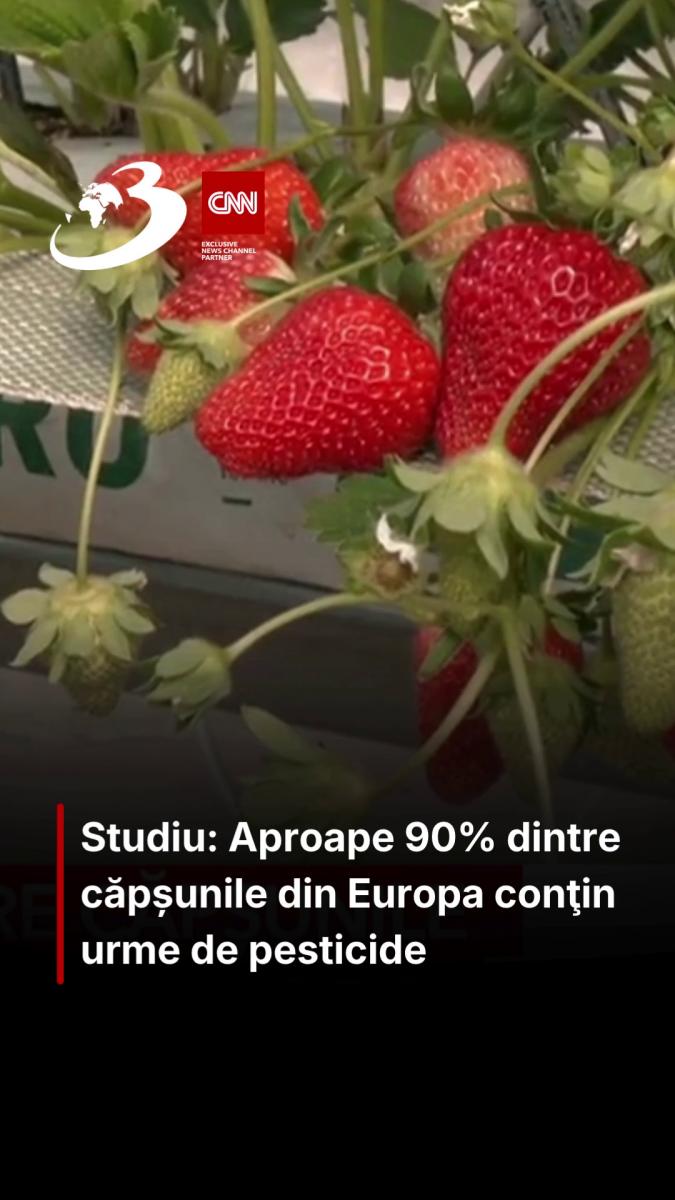 Studiu: Aproape 90% dintre căpșunile din Europa conţin urme de pesticide