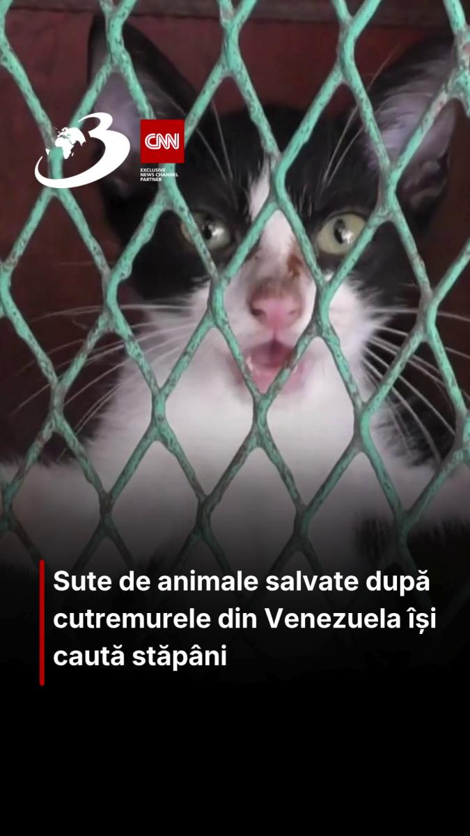 Sute de animale salvate după cutremurele din Venezuela își caută stăpâni