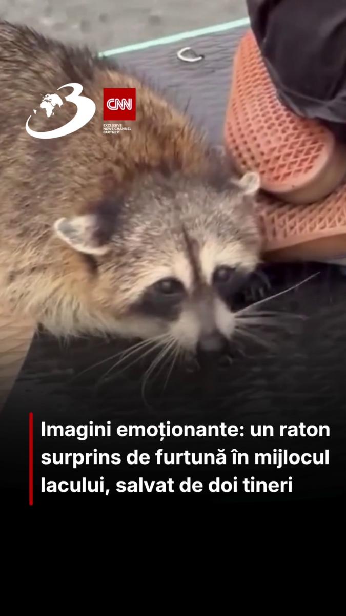 Imagini emoționante: un raton surprins de furtună în mijlocul lacului, salvat de doi tineri