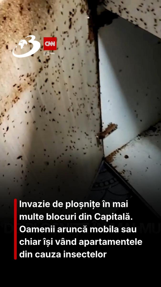 Invazie de ploșnițe în mai multe blocuri din Capitală. Oamenii aruncă mobila sau chiar își vând apartamentele din cauza insectelor
