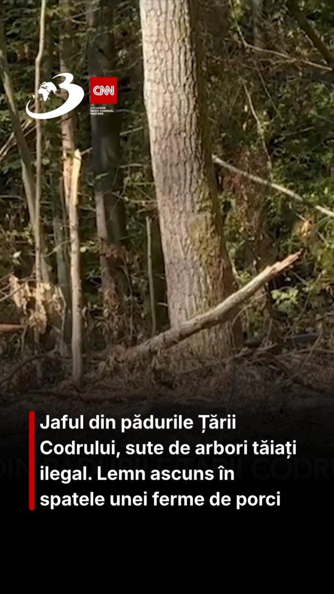 Jaful din pădurile Țării Codrului, sute de arbori tăiați ilegal. Lemn ascuns în spatele unei ferme de porci