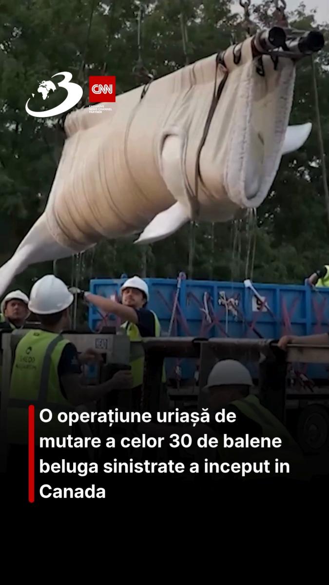 O operațiune uriașă de mutare a celor 30 de balene beluga sinistrate a inceput in Canada