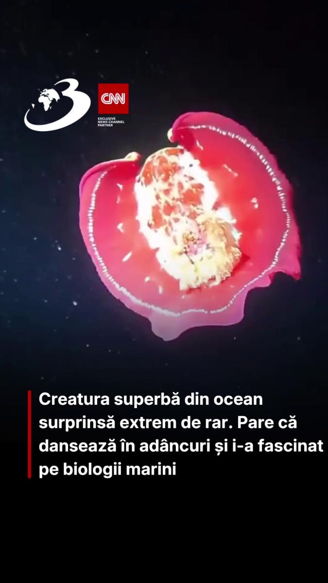 Creatura superbă din ocean surprinsă extrem de rar. Pare că dansează în adâncuri și i-a fascinat pe biologii marini