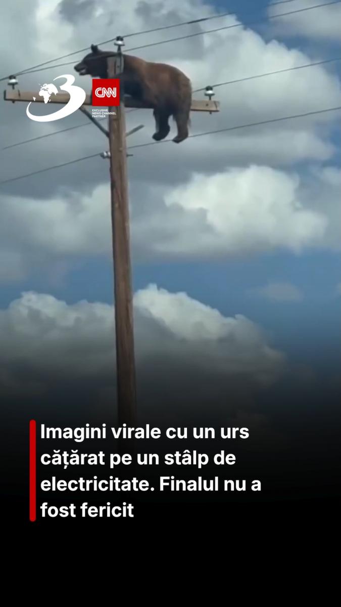 Imagini virale cu un urs cățărat pe un stâlp de electricitate. Finalul nu a fost fericit