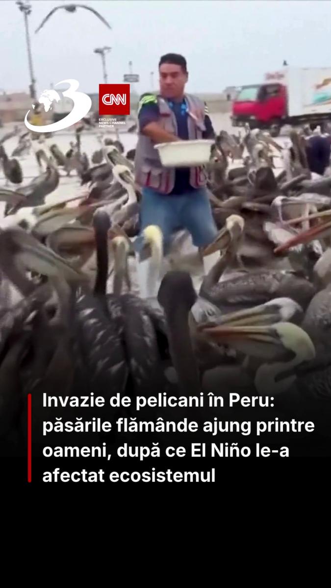 Invazie de pelicani în Peru: păsările flămânde ajung printre oameni, după ce El Niño le-a afectat ecosistemul 