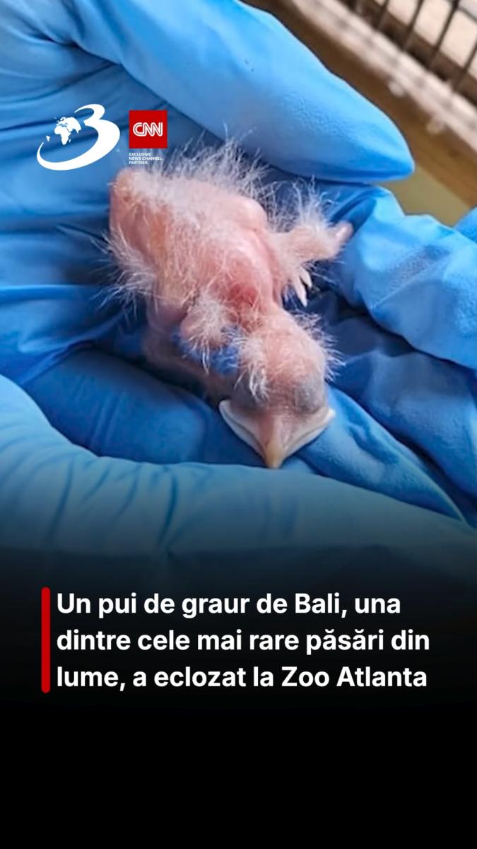 Un pui de graur de Bali, una dintre cele mai rare păsări din lume, a eclozat la Zoo Atlanta