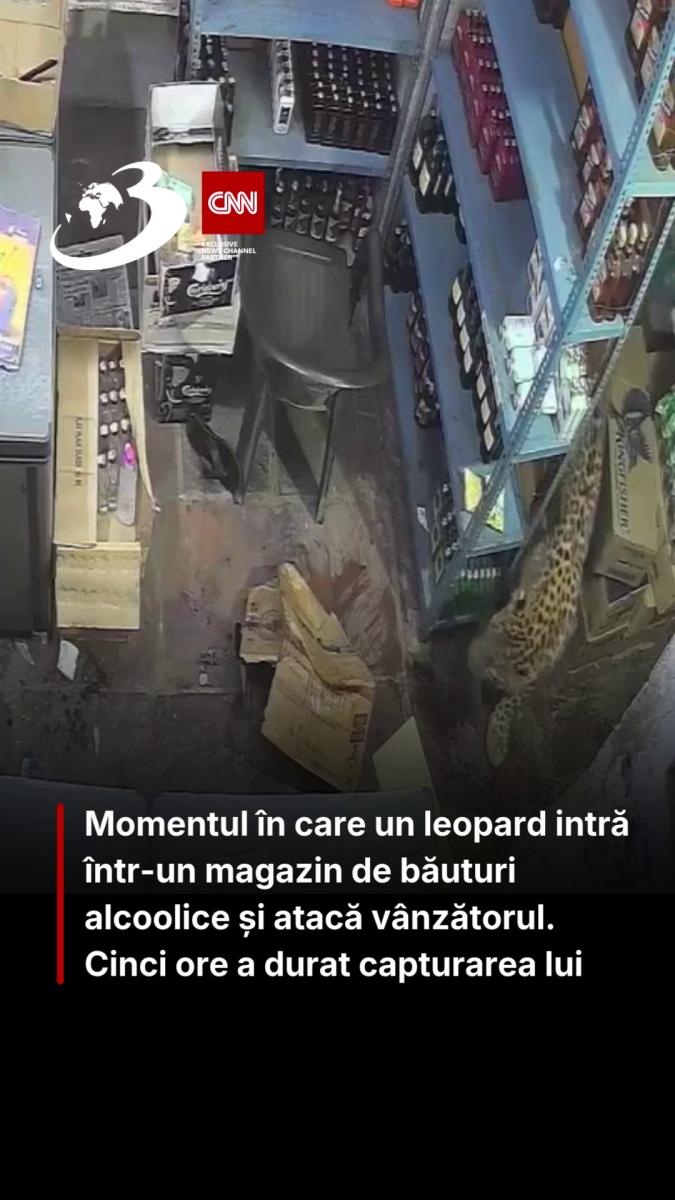  Momentul în care un leopard intră într-un magazin de băuturi alcoolice și atacă vânzătorul. Cinci ore a durat capturarea lui