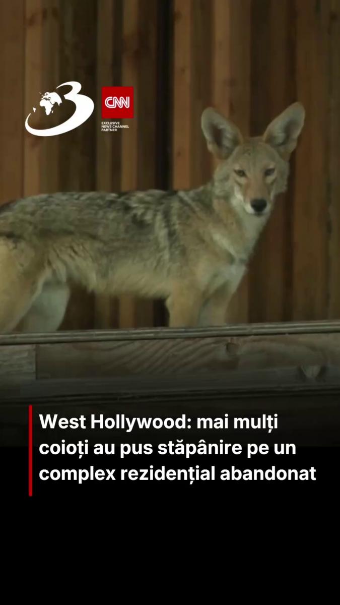 West Hollywood: mai mulți coioți au pus stăpânire pe un complex rezidențial abandonat