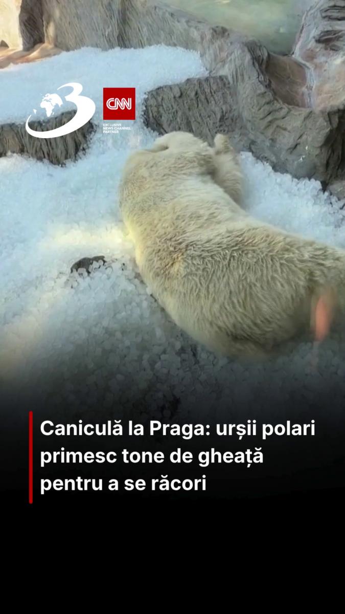 Caniculă la Praga: urșii polari primesc tone de gheață pentru a se răcori