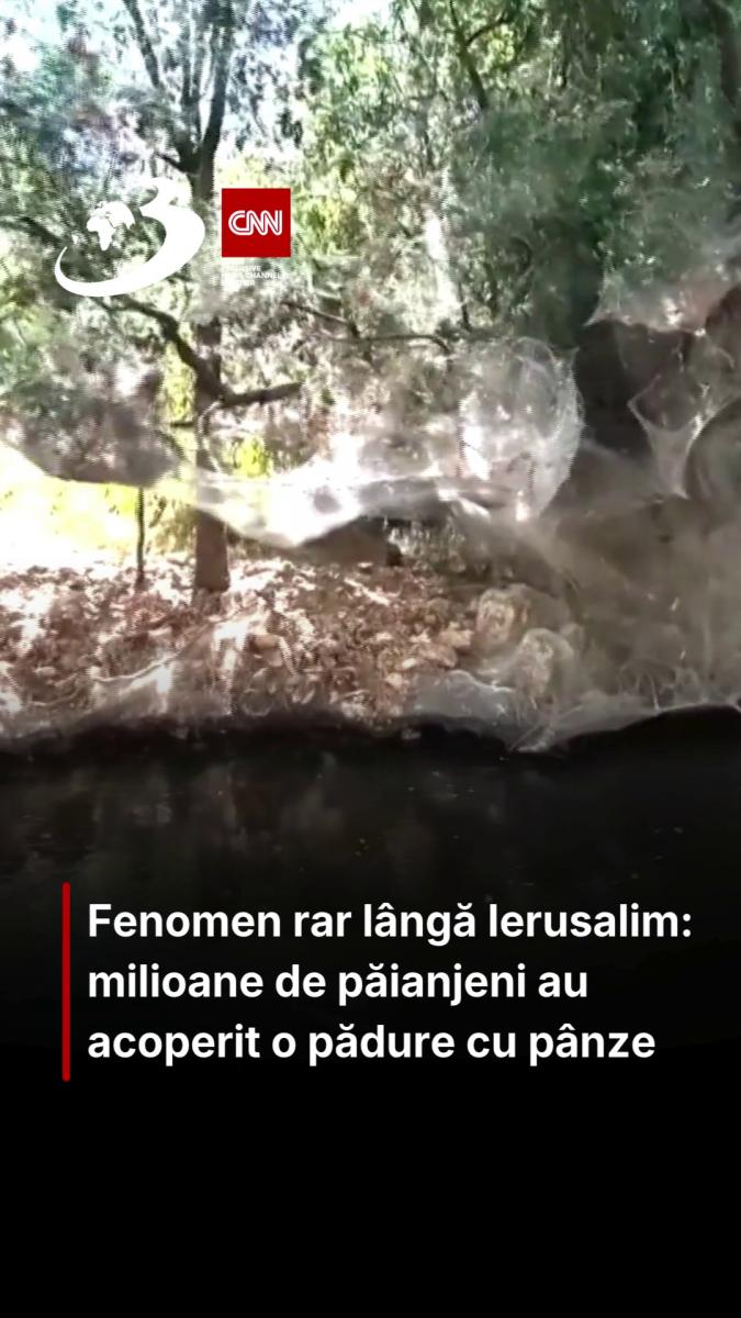 Fenomen rar lângă Ierusalim: milioane de păianjeni au acoperit o pădure cu pânze