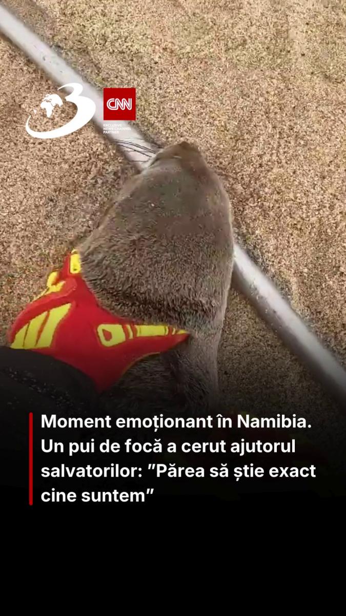 Moment emoționant în Namibia. Un pui de focă a cerut ajutorul salvatorilor: ”Părea să știe exact cine suntem”