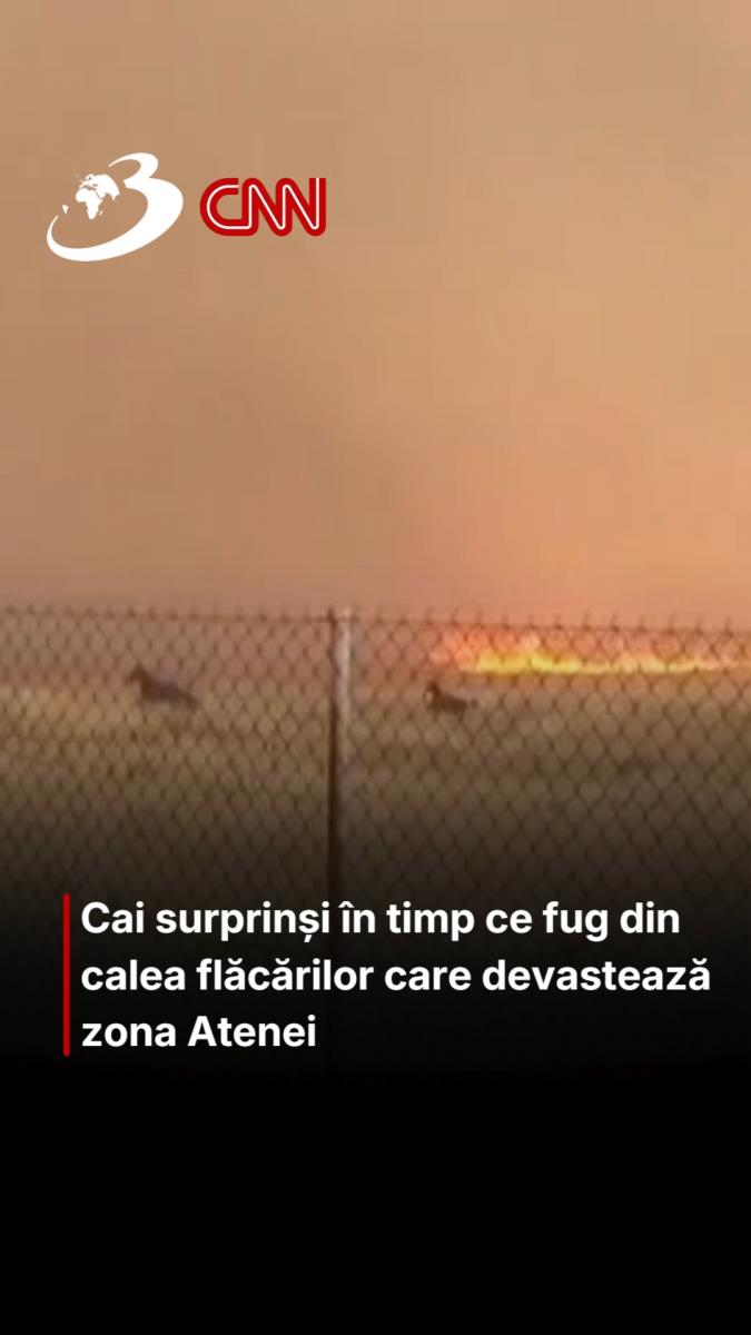 Cai surprinși în timp ce fug din calea flăcărilor care devastează zona Atenei