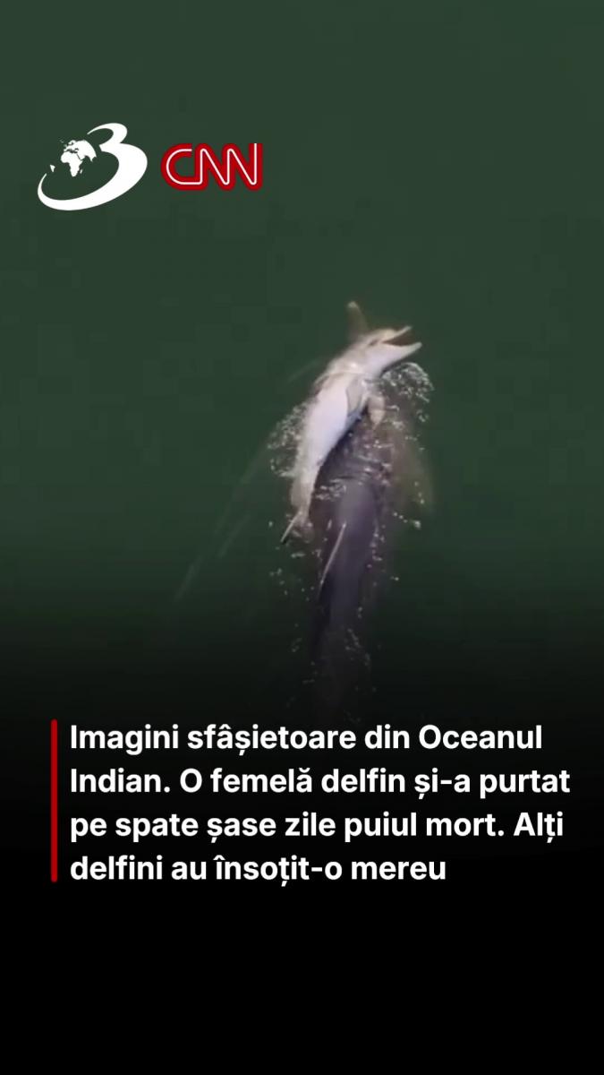 Imagini sfâșietoare din Oceanul Indian. O femelă delfin și-a purtat pe spate șase zile puiul mort. Alți delfini au însoțit-o mereu