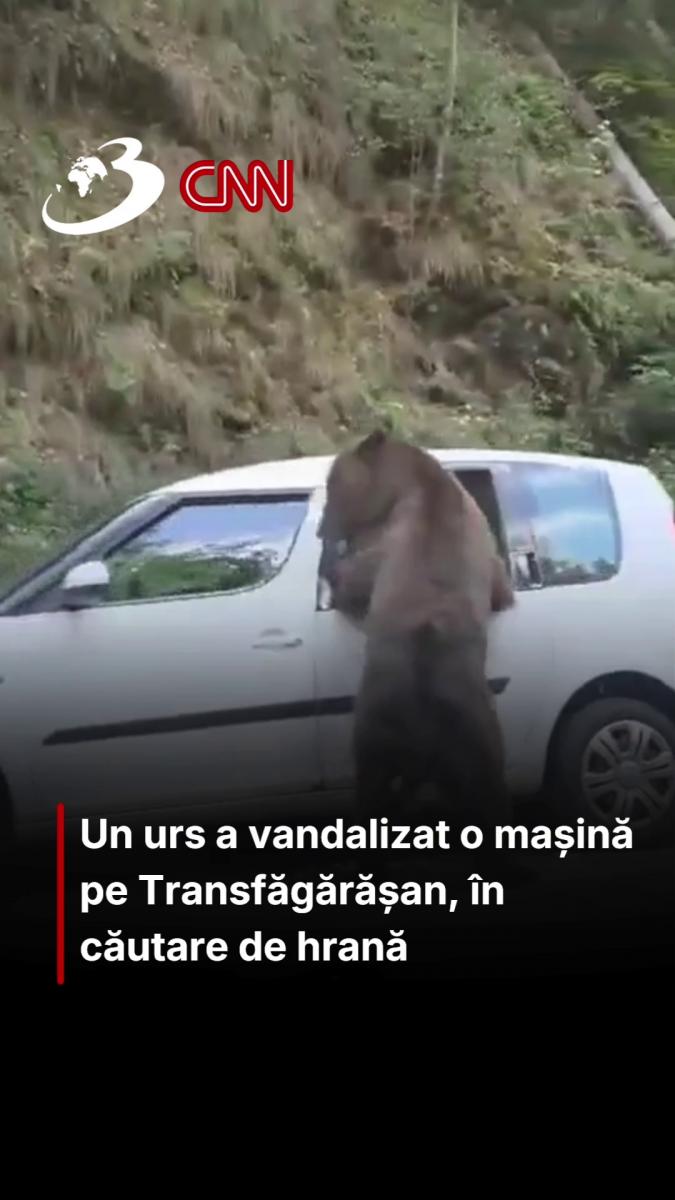 Un urs a vandalizat o mașină pe Transfăgărășan, în căutare de hrană