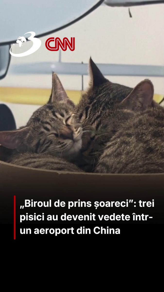 „Biroul de prins șoareci”: trei pisici au devenit vedete într-un aeroport din China