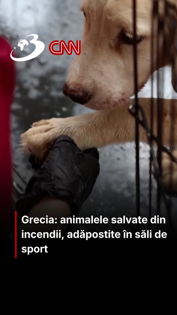 Grecia: animalele salvate din incendii, adăpostite în săli de sport 