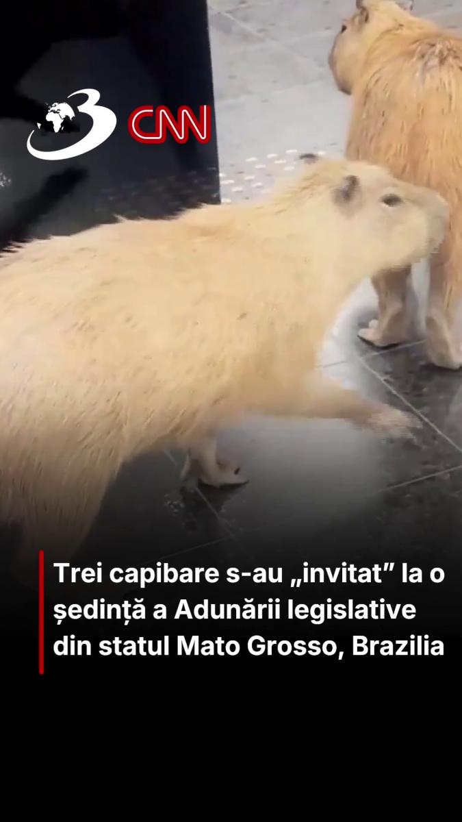 Trei capibare s-au „invitat” la o ședință a Adunării legislative din statul Mato Grosso, Brazilia