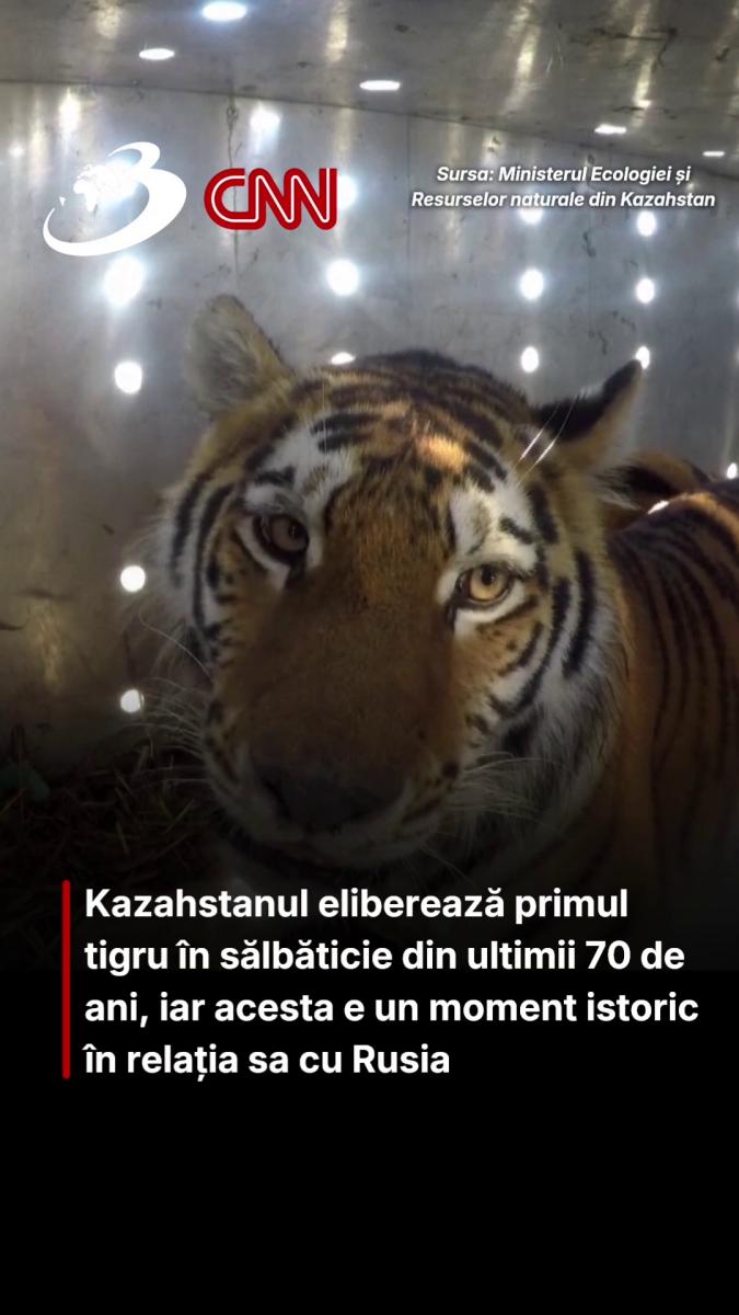 Kazahstanul eliberează primul tigru în sălbăticie din ultimii 70 de ani, iar acesta e un moment istoric în relația sa cu Rusia