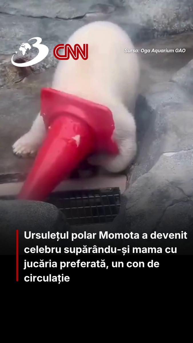 Ursulețul polar Momota a devenit celebru supărându-și mama cu jucăria preferată, un con de circulație