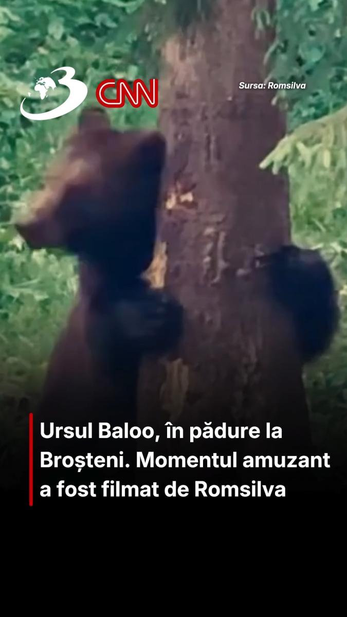 Ursul Baloo, în pădure la Broșteni. Momentul amuzant a fost filmat de Romsilva