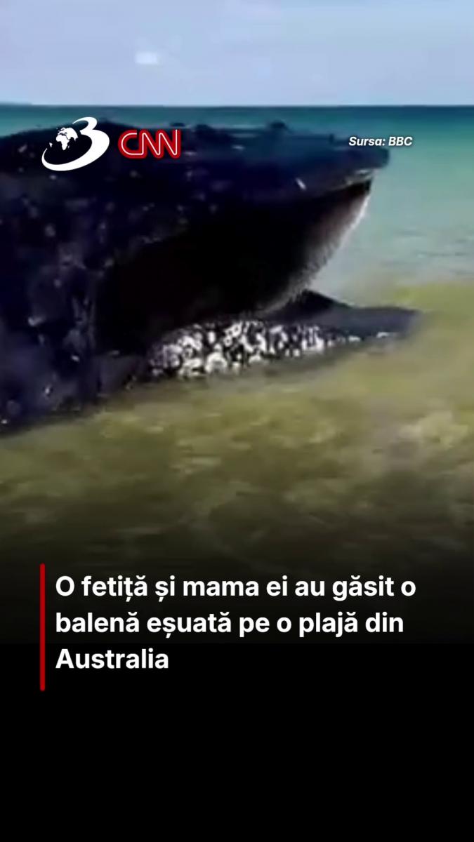 O fetiță și mama ei au găsit o balenă eșuată pe o plajă din Australia