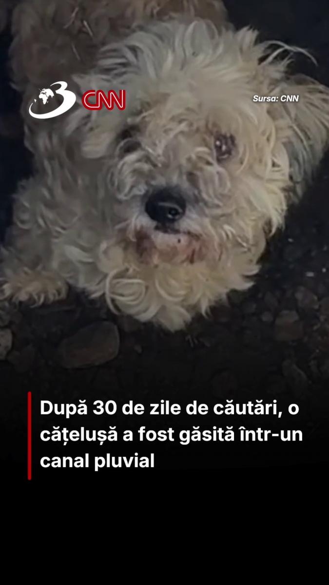 După 30 de zile de căutări, o cățelușă a fost găsită într-un canal pluvial