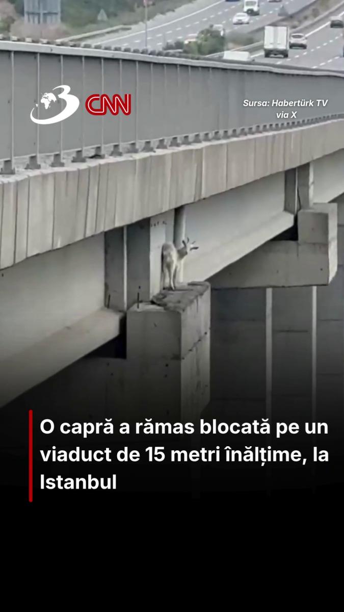 O capră a rămas blocată pe un viaduct de 15 metri înălțime, la Istanbul