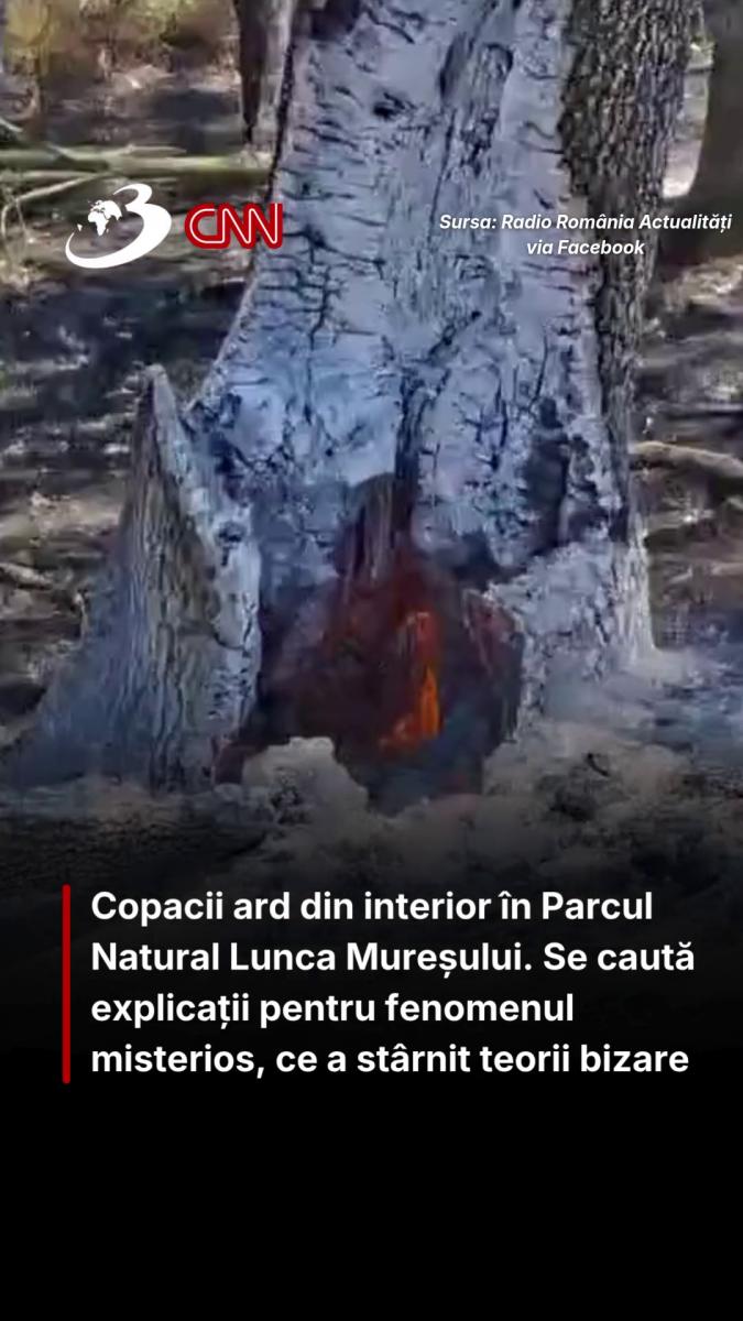 Copacii ard din interior în Parcul Natural Lunca Mureșului. Se caută explicații pentru fenomenul misterios, ce a stârnit teorii bizare