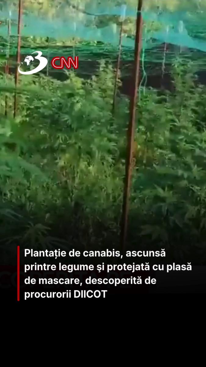 Plantație de canabis, ascunsă printre legume şi protejată cu plasă de mascare, descoperită de procurorii DIICOT