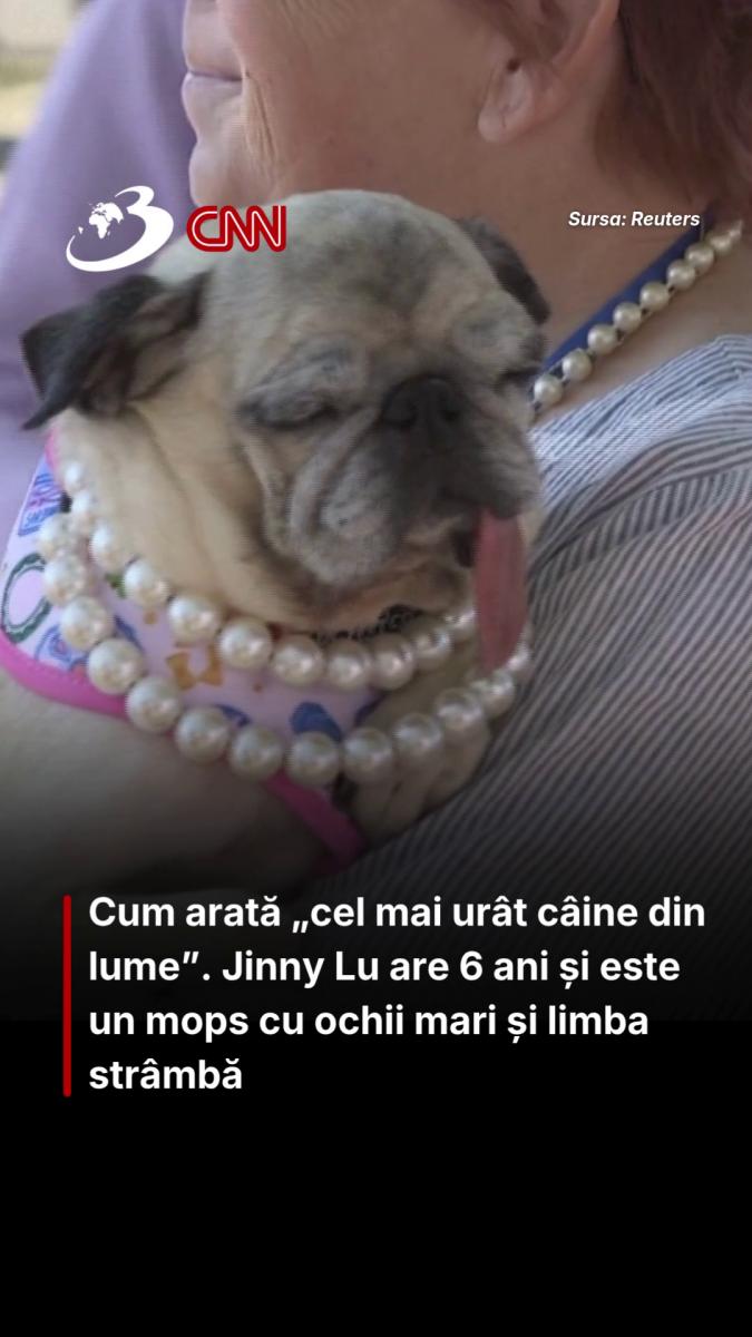 Cum arată „cel mai urât câine din lume”. Jinny Lu are 6 ani și este un mops cu ochii mari și limba strâmbă