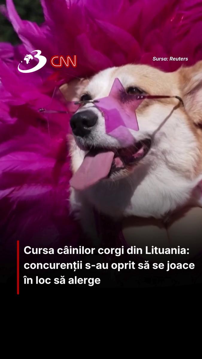 Cursa câinilor corgi din Lituania: concurenții s-au oprit să se joace în loc să alerge