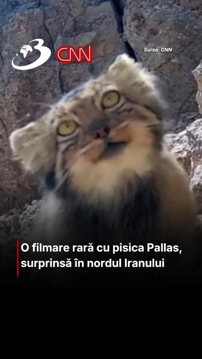 O filmare rară cu pisica Pallas, surprinsă în nordul Iranului