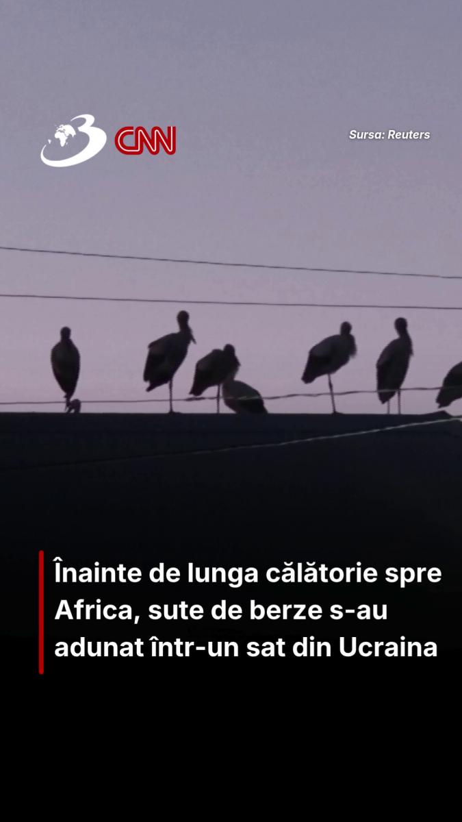 Înainte de lunga călătorie spre Africa, sute de berze s-au adunat într-un sat din Ucraina
