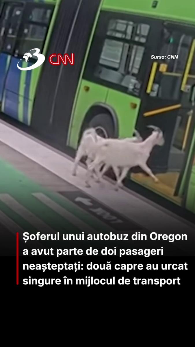 Șoferul unui autobuz din Oregon a avut parte de doi pasageri neașteptați: două capre au urcat singure în mijlocul de transport