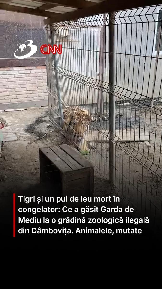Tigri și un pui de leu mort în congelator: Ce a găsit Garda de Mediu la o grădină zoologică ilegală din Dâmbovița. Animalele, mutate