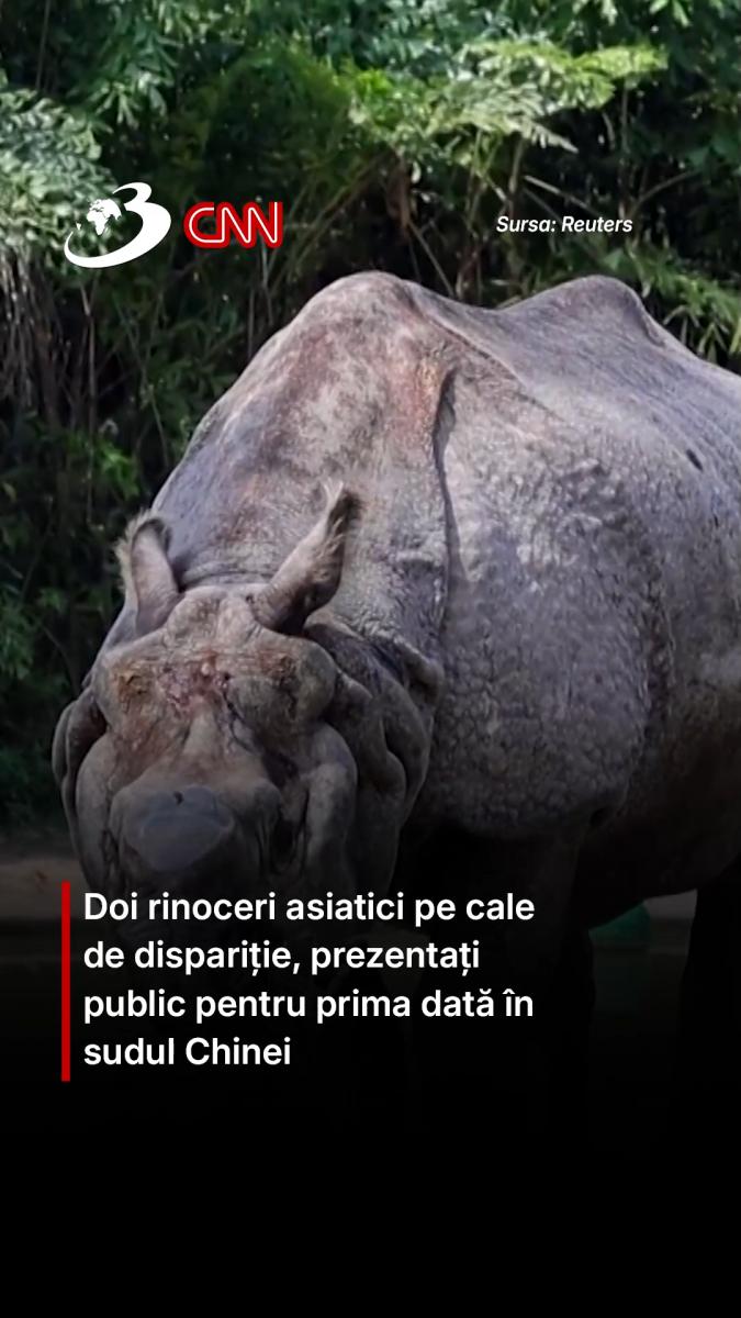 Doi rinoceri asiatici pe cale de dispariție, prezentați public pentru prima dată în sudul Chinei