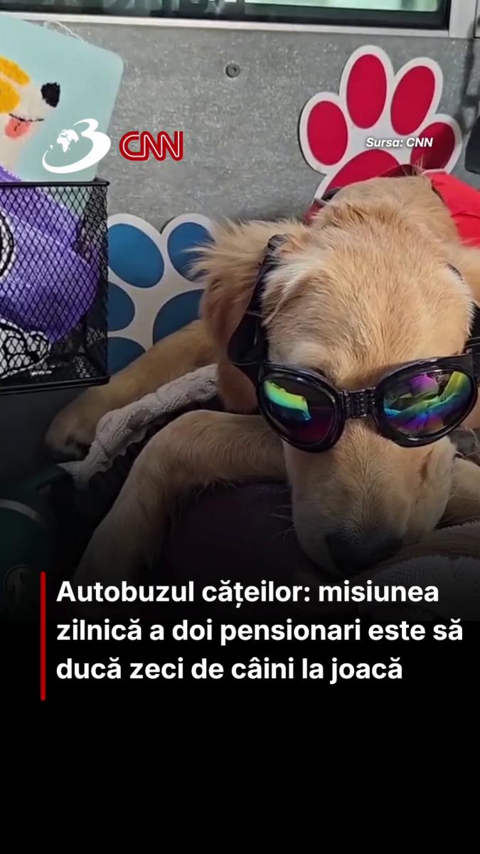 Autobuzul cățeilor: misiunea zilnică a doi pensionari este să ducă zeci de câini la joacă