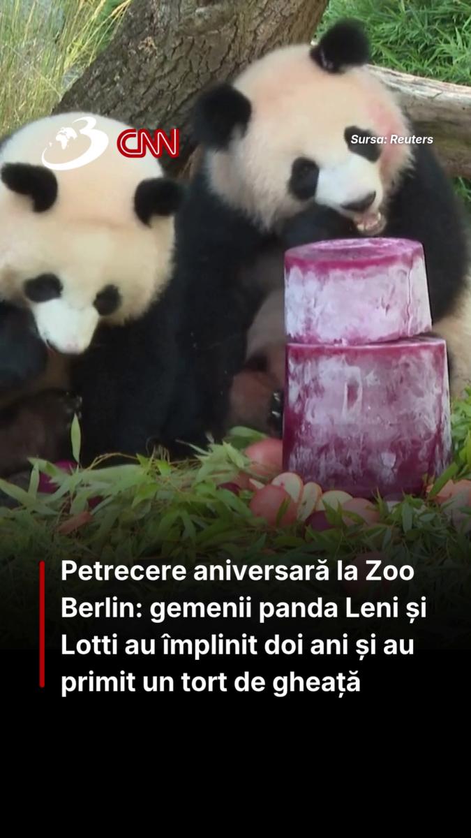 Petrecere aniversară la Zoo Berlin: gemenii panda Leni și Lotti au împlinit doi ani și au primit un tort de gheață