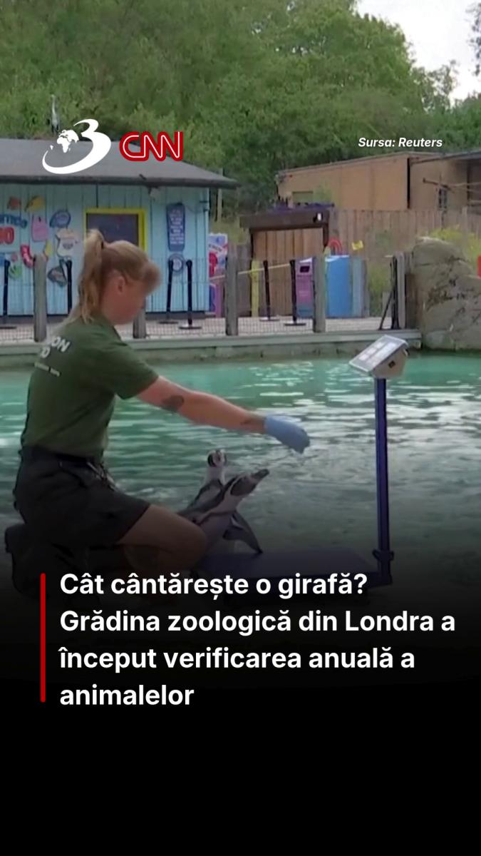 Cât cântărește o girafă? Grădina zoologică din Londra a început verificarea anuală a animalelor