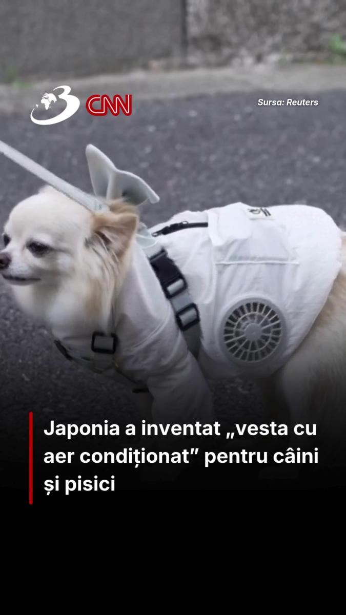 Japonia a inventat „vesta cu aer condiționat” pentru câini și pisici