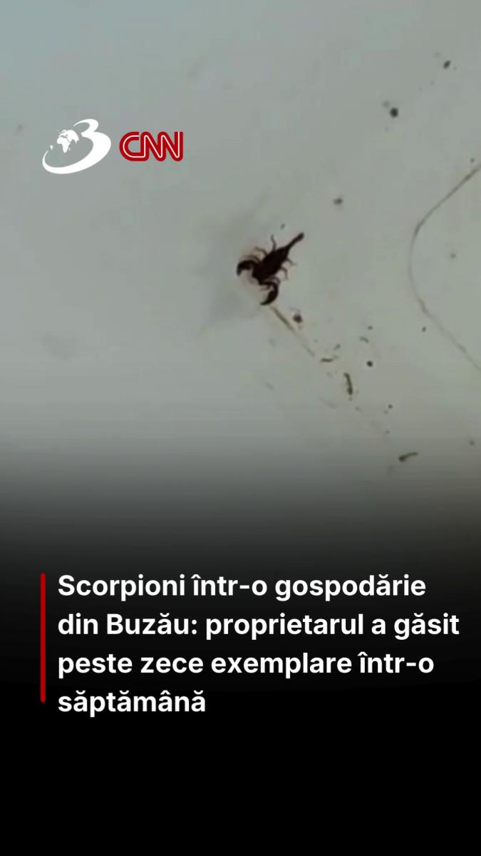 Scorpioni într-o gospodărie din Buzău: proprietarul a găsit peste zece exemplare într-o săptămână