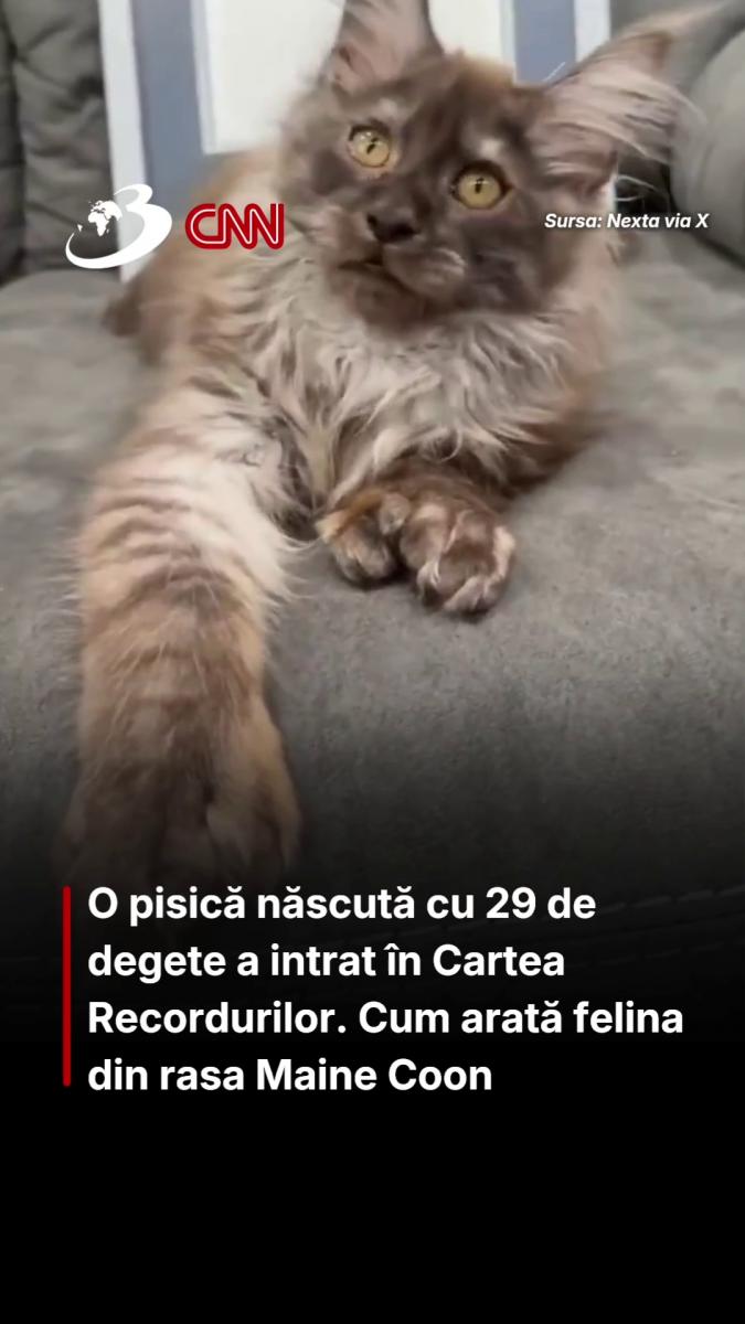 O pisică născută cu 29 de degete a intrat în Cartea Recordurilor. Cum arată felina din rasa Maine Coon