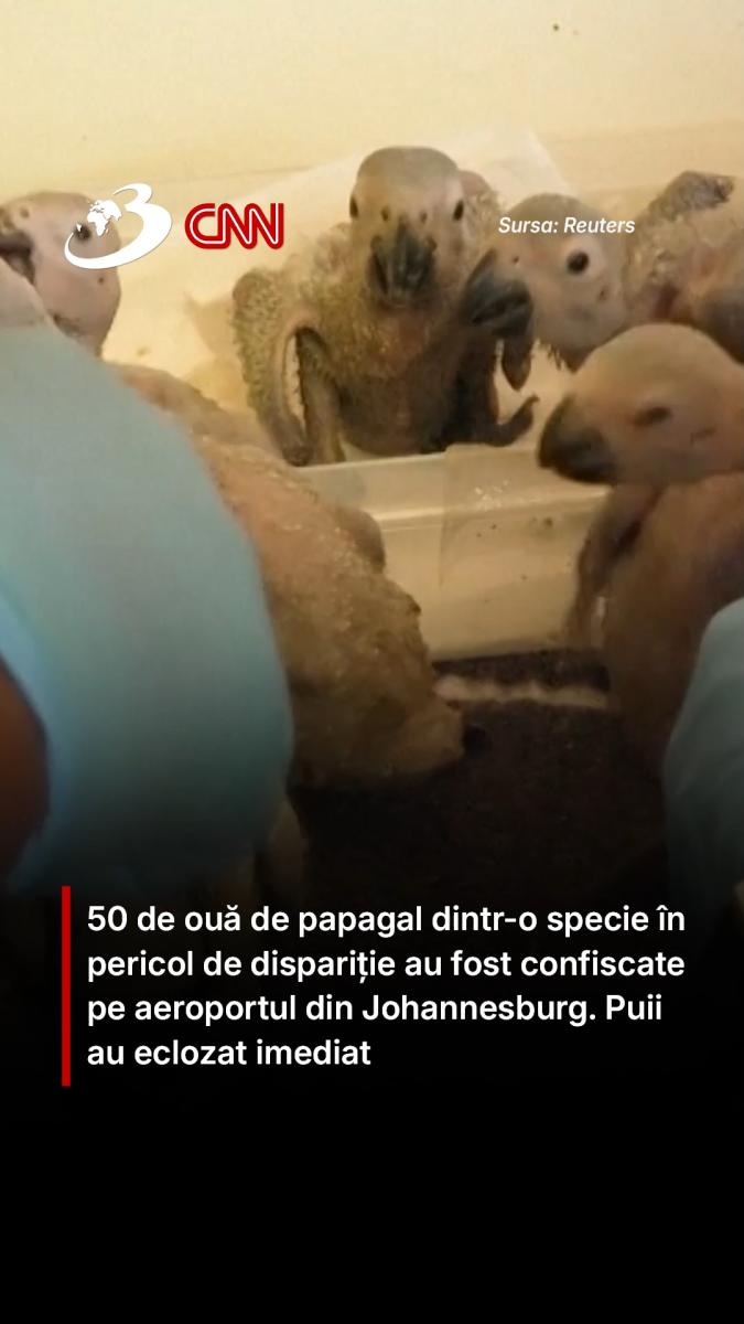 50 de ouă de papagal dintr-o specie în pericol de dispariție au fost confiscate pe aeroportul din Johannesburg. Puii au eclozat imediat
